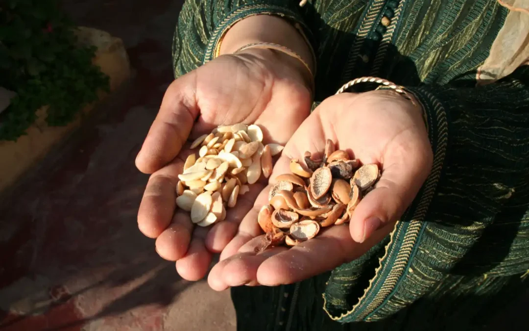 Argan Oil and the Goats in the Trees: Inside Morocco’s Strangest Forest