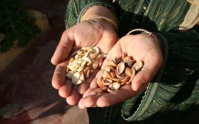 Argan Oil and the Goats in the Trees: Inside Morocco’s Strangest Forest