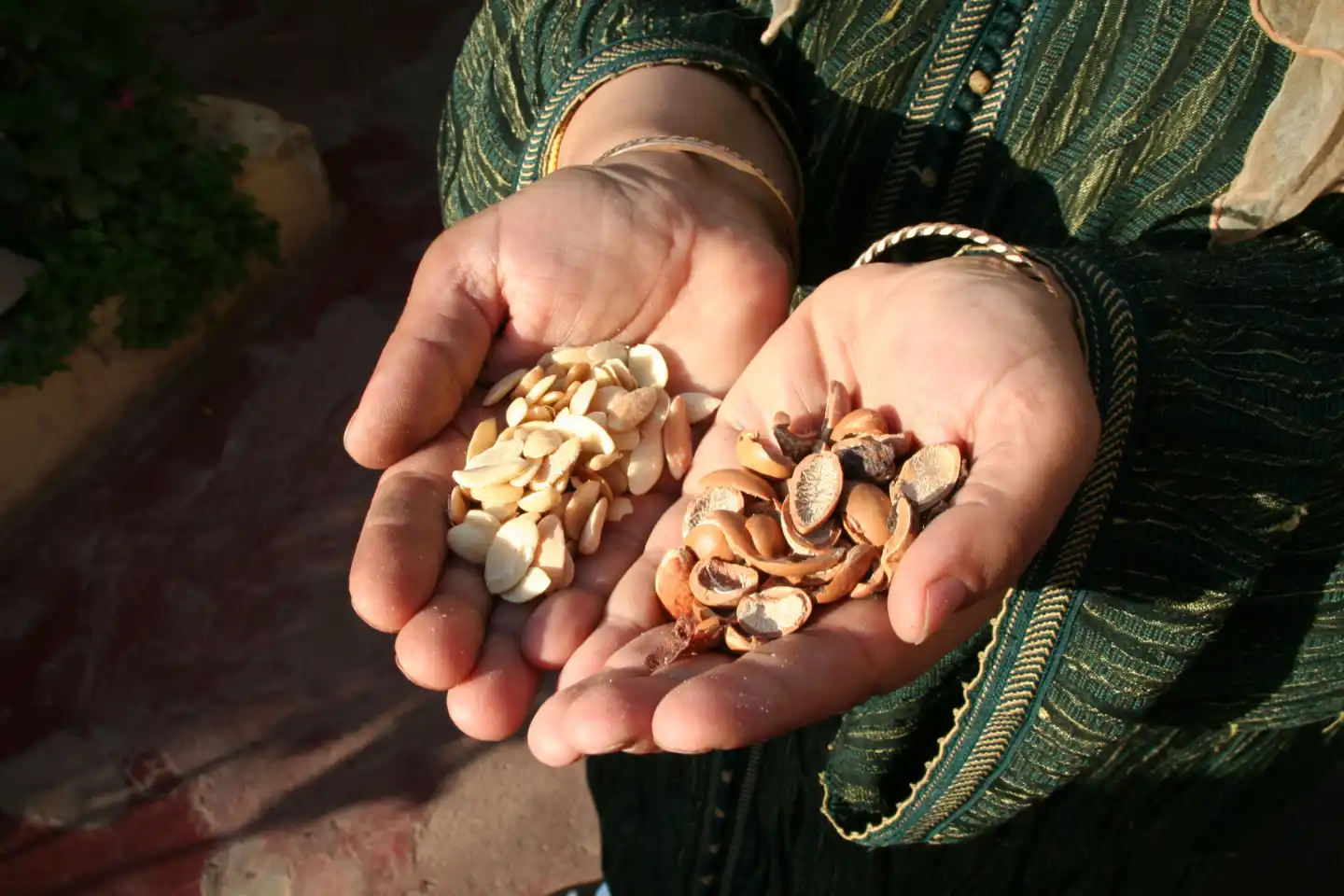 argan oil morocco